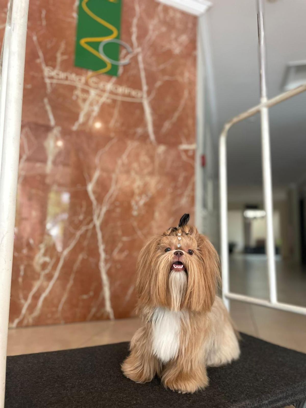 Santa Catarina Plaza Hotel Canoinhas Kültér fotó